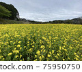 Kominato Tetsudo Rape field 75950750