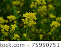 Rape blossom of one wheel 75950751