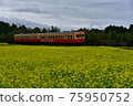 Kominato Tetsudo Rape field 75950752