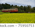 Kominato Tetsudo passing through the rape field 75950753