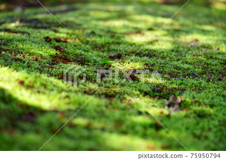 陽光透過樹木的苔蘚花園 1 陽光透過樹木的苔蘚花園 1 75950794