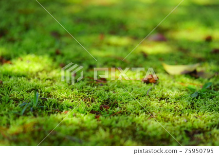 Early spring moss garden, Komorebi 2 Early spring moss garden, Komorebi 2 75950795