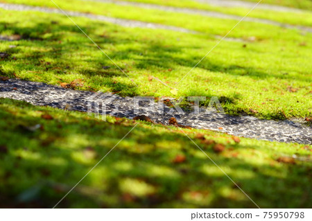 Early spring moss garden, Komorebi 6 Early spring moss garden, Komorebi 6 75950798
