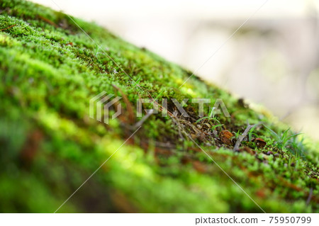 Early spring moss garden, Komorebi 9 75950799