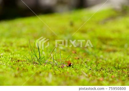 Early spring moss garden, grass bud 1 75950800