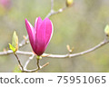 Close-up of magnolia flowers 75951065