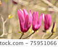 Close-up of magnolia flowers 75951066