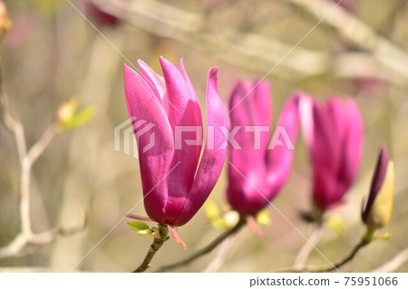 Close-up of magnolia flowers 75951066