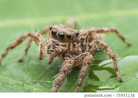 jumping spider 75951138