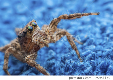 jumping spider 75951139
