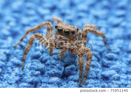 jumping spider 75951140