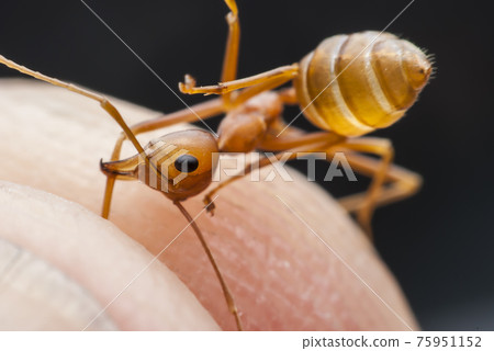 Ant Ant 75951152