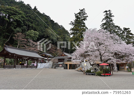 駒神社和櫻花 75951263