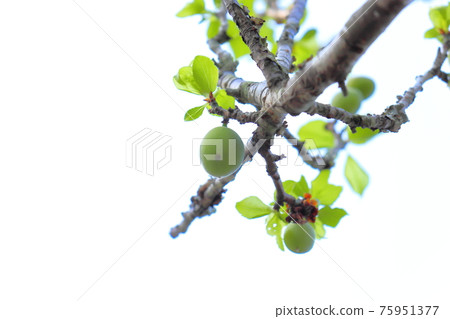 Plum tree, plum fruit 75951377