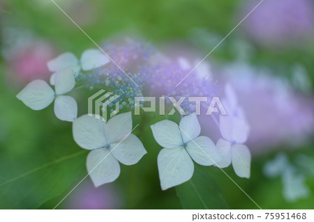 繡球 75951468