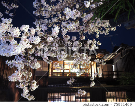 京都祗園白川夜櫻 75951469