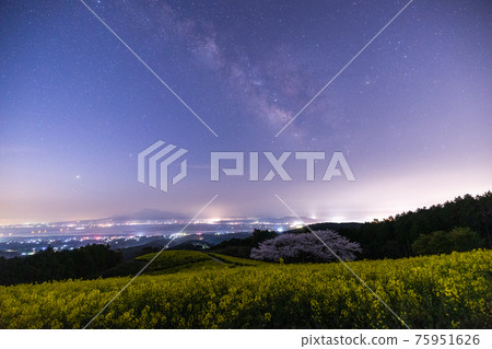 《長崎縣白峰高原》銀河、盛開的櫻花和油菜花 75951626