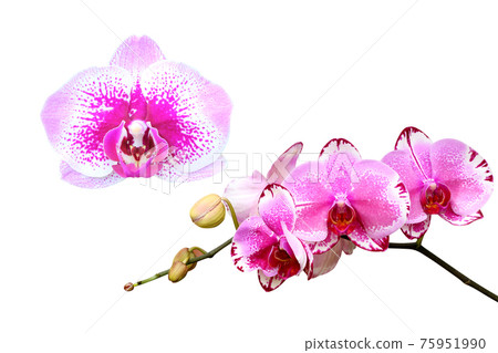 pink or purple orchid flower on white pink or purple orchid flower on white 75951990