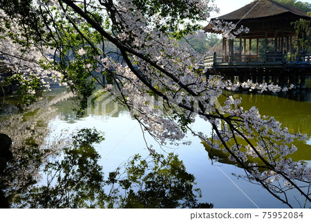 浮見堂和櫻櫻(奈良縣奈良市) 浮見堂和櫻櫻(奈良縣奈良市) 75952084