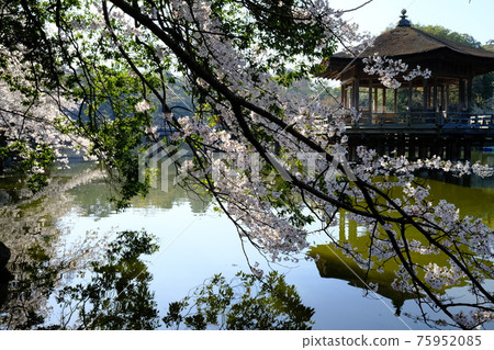 浮見堂和櫻櫻(奈良縣奈良市) 浮見堂和櫻櫻(奈良縣奈良市) 75952085