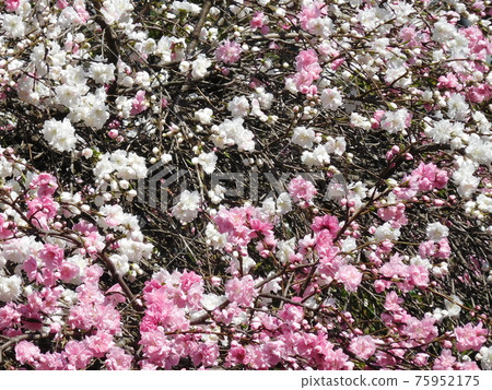 Genpei peach, flower peach, weeping peach, red and white bloom, Genpei weeping peach Genpei peach, flower peach, weeping peach, red and white bloom, Genpei weeping peach 75952175