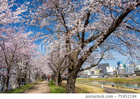 Visit the Yoshino cherry tree (row of cherry blossom trees) in Furusato 75952194