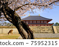 興福寺中金堂和櫻花（奈良縣奈良市） 75952315
