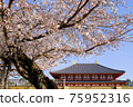 興福寺中金堂和櫻花（奈良縣奈良市） 75952316