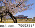興福寺中金堂和櫻花（奈良縣奈良市） 75952317