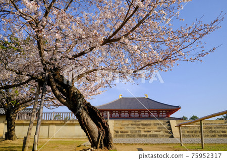 Kofukuji Chukindo and Sakura (Nara City, Nara Prefecture) 75952317