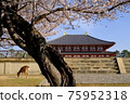 興福寺中金堂和櫻花（奈良縣奈良市） 75952318