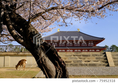 興福寺中金堂和櫻花(奈良縣奈良市) 興福寺中金堂和櫻花(奈良縣奈良市) 75952318