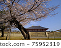 興福寺中金堂和櫻花（奈良縣奈良市） 75952319