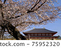 興福寺中金堂和櫻花（奈良縣奈良市） 75952320