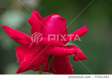雨的玫瑰 雨的玫瑰 75952362