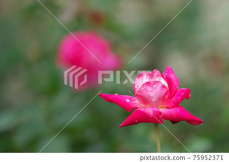 雨後的玫瑰花朵 雨後的玫瑰花朵 75952371