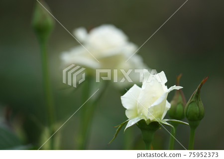 玫瑰花朵和芽 75952373