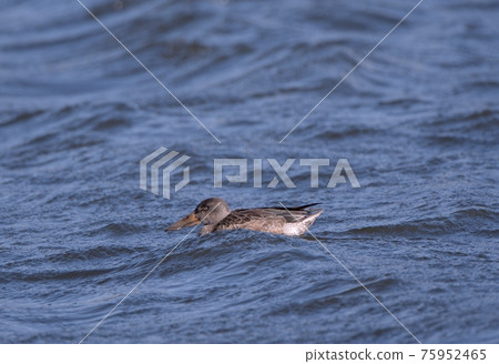 Shoebill ducks swimming in the water Shoebill ducks swimming in the water 75952465