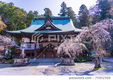 [Shizuoka Prefecture] Honryuji Temple of the Egawa Family Bodaiji Temple Cherry Blossom Season 75952509