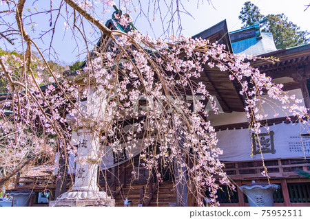 【靜岡縣】江川家本龍寺 菩提寺櫻花季 75952511