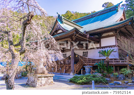 [Shizuoka Prefecture] Honryuji Temple of the Egawa Family Bodaiji Temple Cherry Blossom Season 75952514