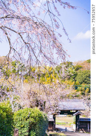 [Shizuoka Prefecture] Sakura in the precincts of the main temple of the Egawa family Bodaiji 75952657