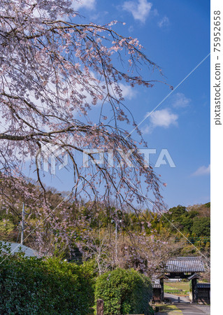 [Shizuoka Prefecture] Sakura in the precincts of the main temple of the Egawa family Bodaiji 75952658