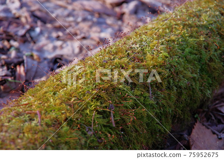 苔蘚生長在一棵倒下的樹上，在森林深處 75952675