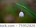 Photograph of snowflake (Suzuran Narcissus) 75952826