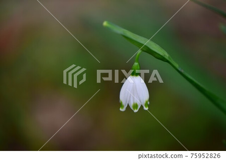 Photograph of snowflake (Suzuran Narcissus) Photograph of snowflake (Suzuran Narcissus) 75952826
