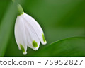 Close-up shot of snowflake (Suzuran Narcissus) 75952827