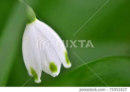 Close-up shot of snowflake (Suzuran Narcissus) 75952827