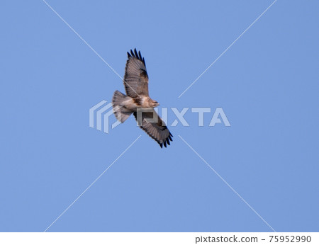 Flight of snout Flight of snout 75952990