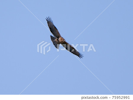 Flight of snout Flight of snout 75952991